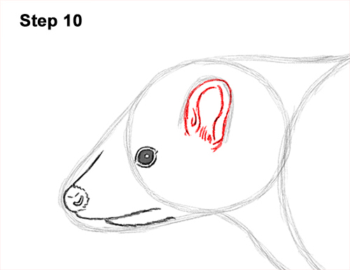Draw Striped Skunk 10