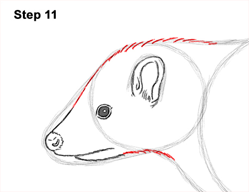 Draw Striped Skunk 11