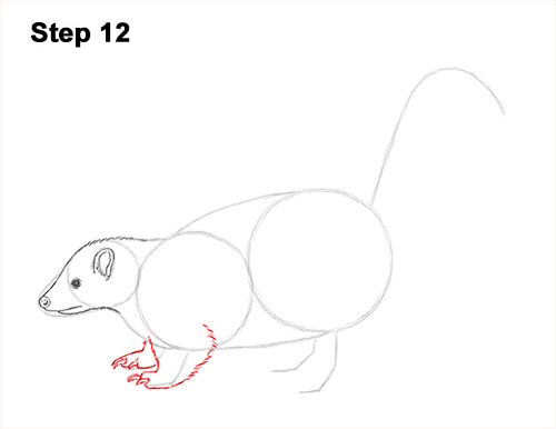 Draw Striped Skunk 12
