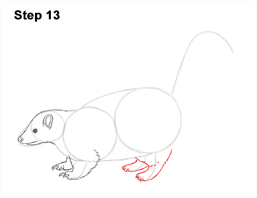 Draw Striped Skunk 13