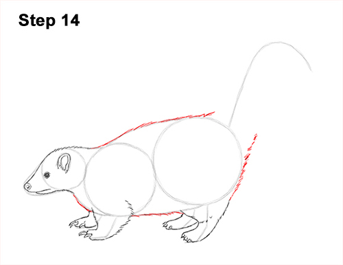 Draw Striped Skunk 14