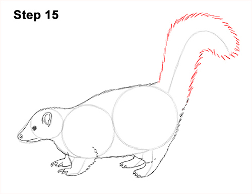 Skunk Drawing 15 Draw Striped Skunk 15