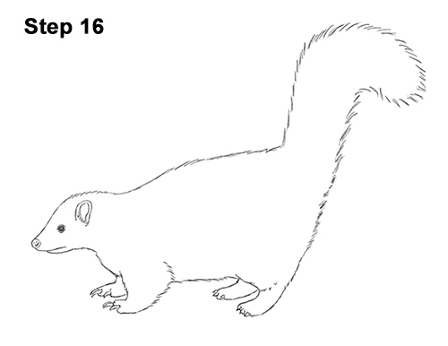 Skunk Drawing 16 Draw Striped Skunk 16