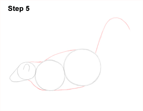Skunk Drawing 5 Draw Striped Skunk 5