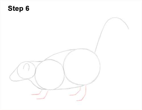 Skunk Drawing 6 Draw Striped Skunk 6