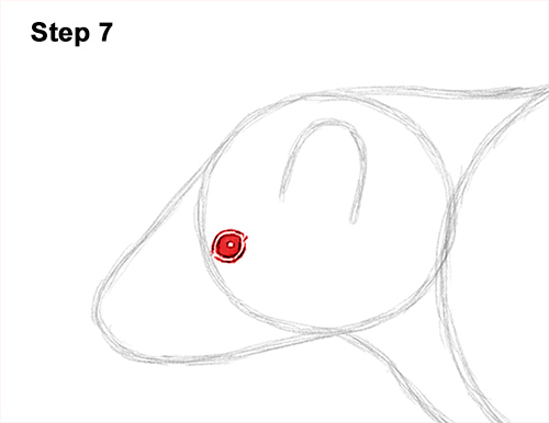 Skunk Drawing 7 Draw Striped Skunk 7