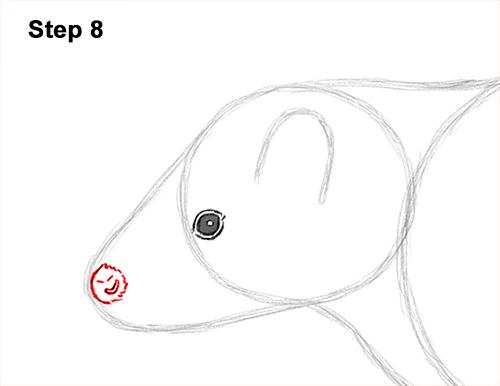 Skunk Drawing 8 Draw Striped Skunk 8