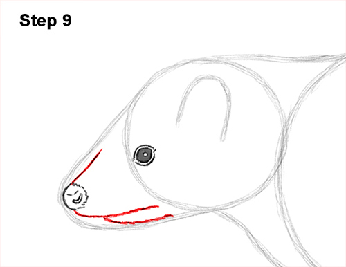 Skunk Drawing 9 Draw Striped Skunk 9