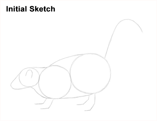 Skunk Drawing Sketch Draw Striped Skunk Sketch