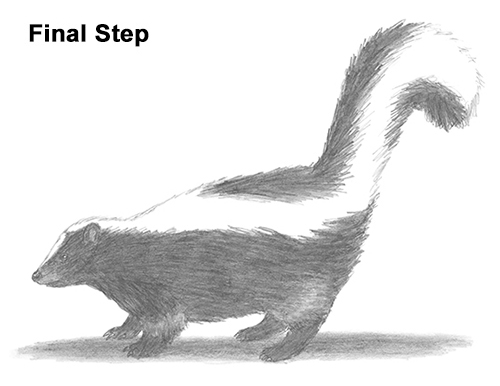 Skunk Drawing Last Draw Striped Skunk Last