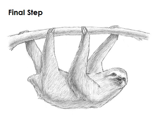 Draw Sloth Final
