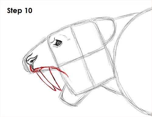 Saber-Tooth Tiger Drawing 10 Draw Smilodon Saber-Tooth Tiger 10