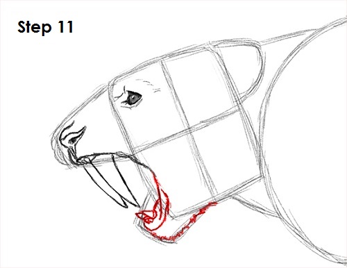 Saber-Tooth Tiger Drawing 11 Draw Smilodon Saber-Tooth Tiger 11