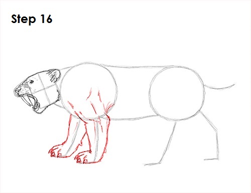 Draw Smilodon Saber-Tooth Tiger 16