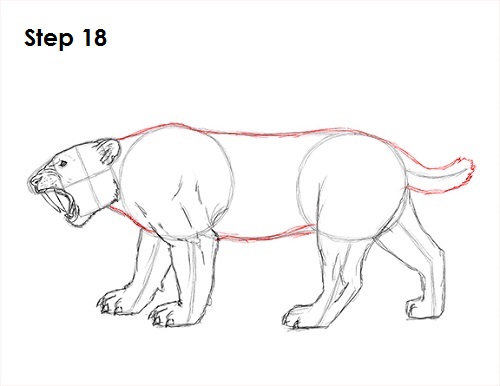 Draw Smilodon Saber-Tooth Tiger 18