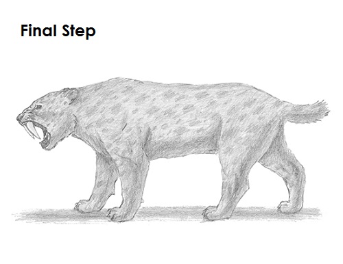 Draw Smilodon Saber-Tooth Tiger