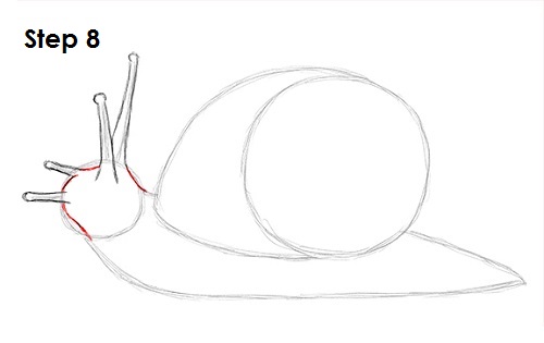 Draw Snail 8