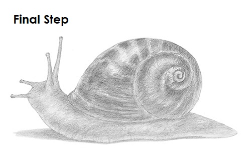 Draw a Snail