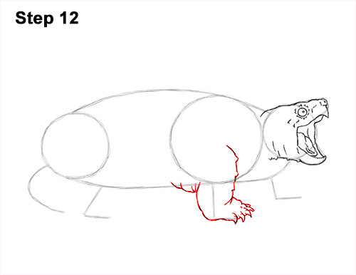 How to Draw Alligator Snapping Turtle Snapper 12