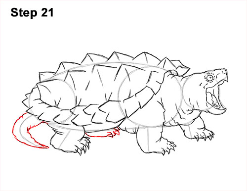 How to Draw Alligator Snapping Turtle Snapper 21