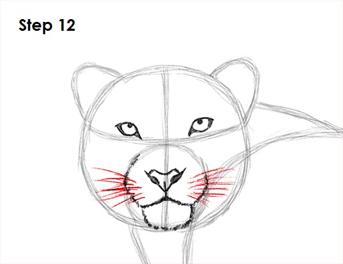 Draw Snow Leopard 12