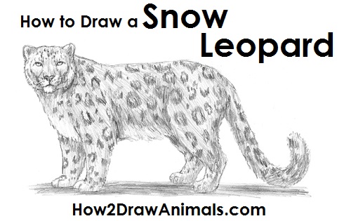 How to Draw a Snow Leopard Side View