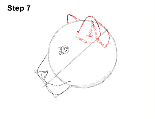 Draw a Snow Leopard Head 7 How to Draw a Snow Leopard Head Detail 7