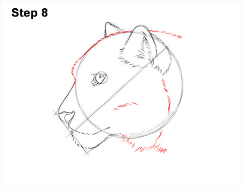 Draw a Snow Leopard Head 8 How to Draw a Snow Leopard Head Detail 8