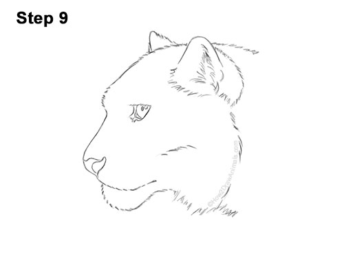 Draw a Snow Leopard Head 9 How to Draw a Snow Leopard Head Detail 9
