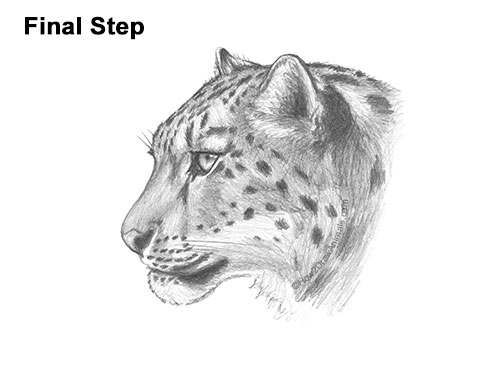 Draw a Snow Leopard Head How to Draw a Snow Leopard Head Detail