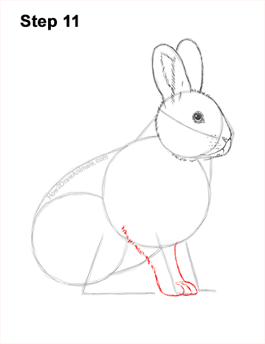 How to Draw a Snowshoe Hare Rabbit Sitting 11