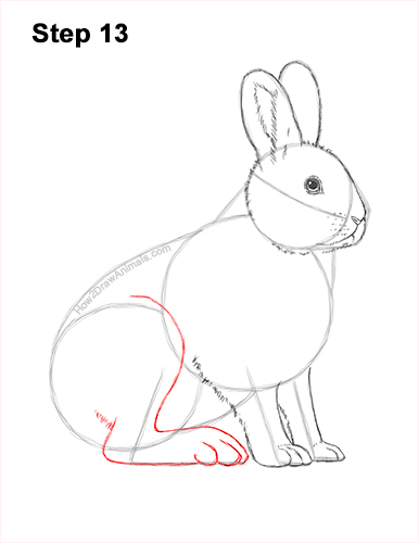 How to Draw a Snowshoe Hare Rabbit Sitting 13