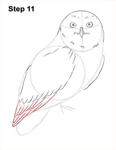 Draw Snowy Owl 11