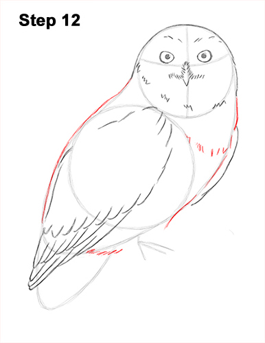Draw Snowy Owl 12