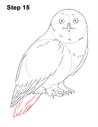 Snowy Owl Drawing 15 Draw Snowy Owl 15