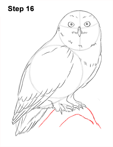 Snowy Owl Drawing 16 Draw Snowy Owl 16