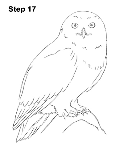 Snowy Owl Drawing 17 Draw Snowy Owl 17