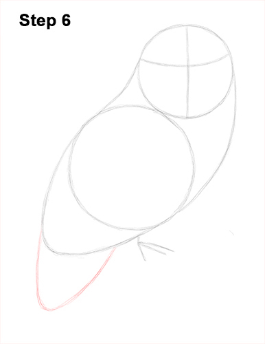 Snowy Owl Drawing 6 Draw Snowy Owl 6