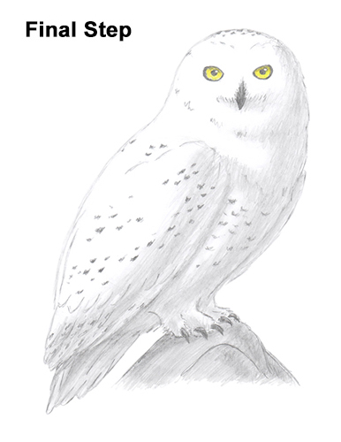 Snowy Owl Drawing Last Draw Snowy Owl Last