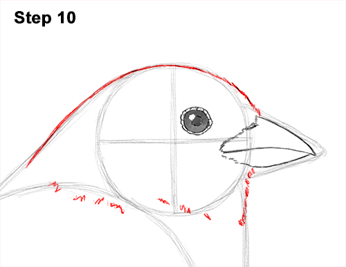 Draw House Sparrow Bird 10