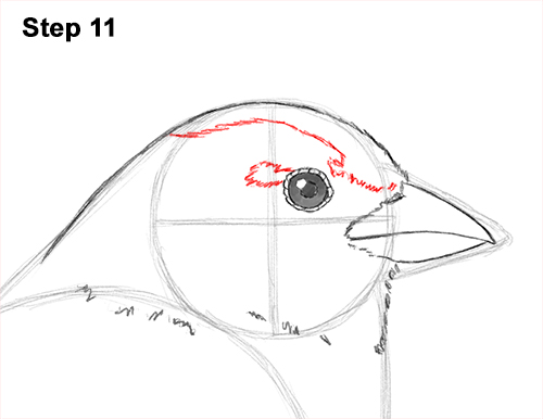 Draw House Sparrow Bird 11