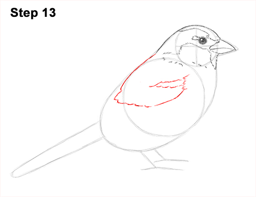 Draw House Sparrow Bird 13