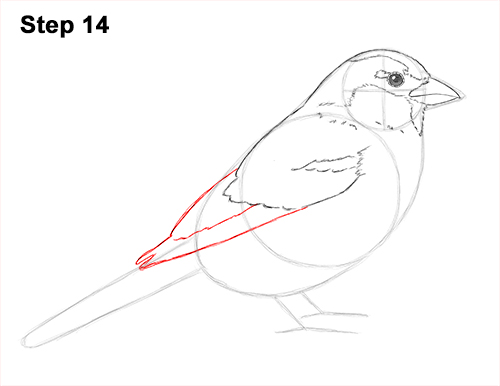 Draw House Sparrow Bird 14