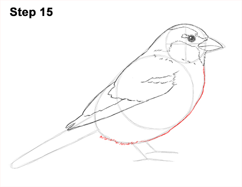 Sparrow Bird Drawing 15 Draw House Sparrow Bird 15