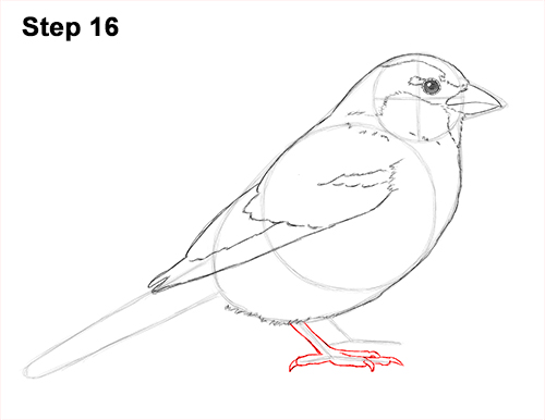 Sparrow Bird Drawing 16 Draw House Sparrow Bird 16