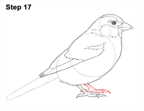 Sparrow Bird Drawing 17 Draw House Sparrow Bird 17