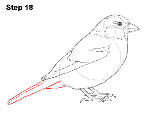 Sparrow Bird Drawing 18 Draw House Sparrow Bird 18