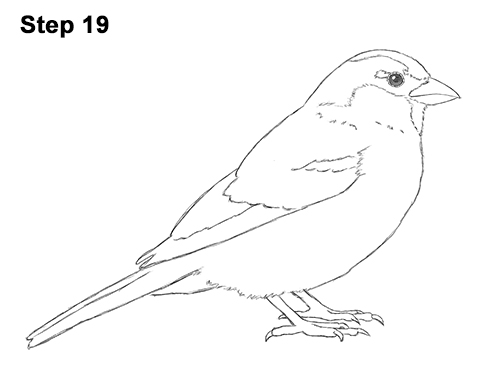 Sparrow Bird Drawing 19 Draw House Sparrow Bird 19