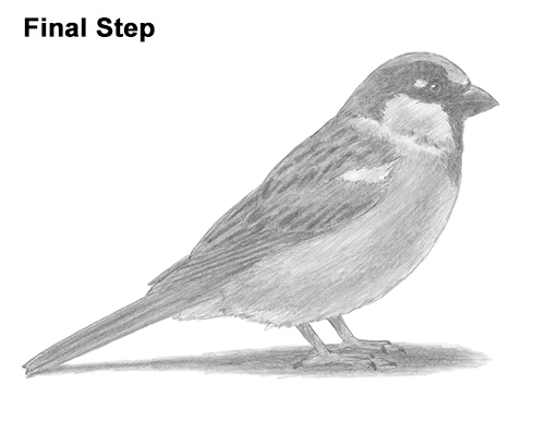 Sparrow Bird Drawing Draw House Sparrow Bird