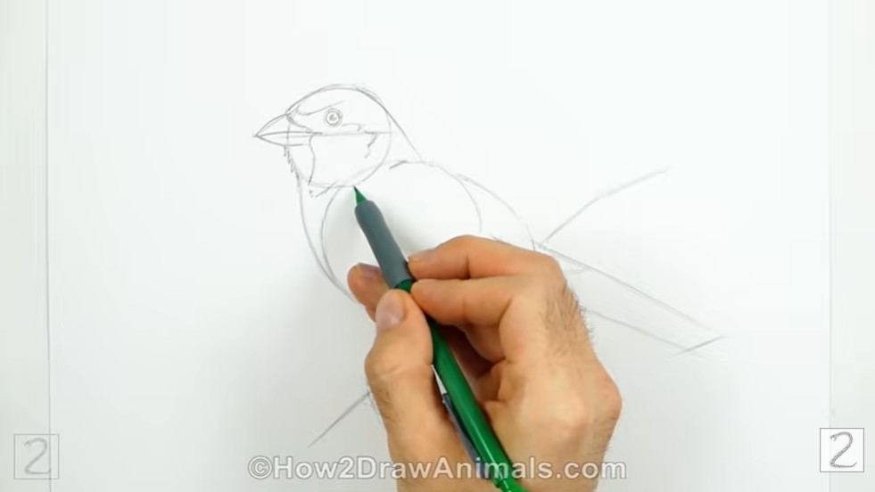 Draw the Facial Features